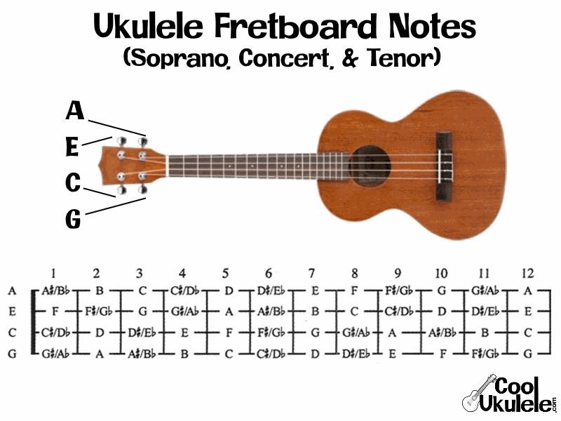 Bred vifte Delegeret gift What are the Notes on a Ukulele? Tuning/Fretboard Notes on Staff, etc. |  CoolUkulele.com